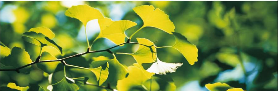 Gingko Biloba